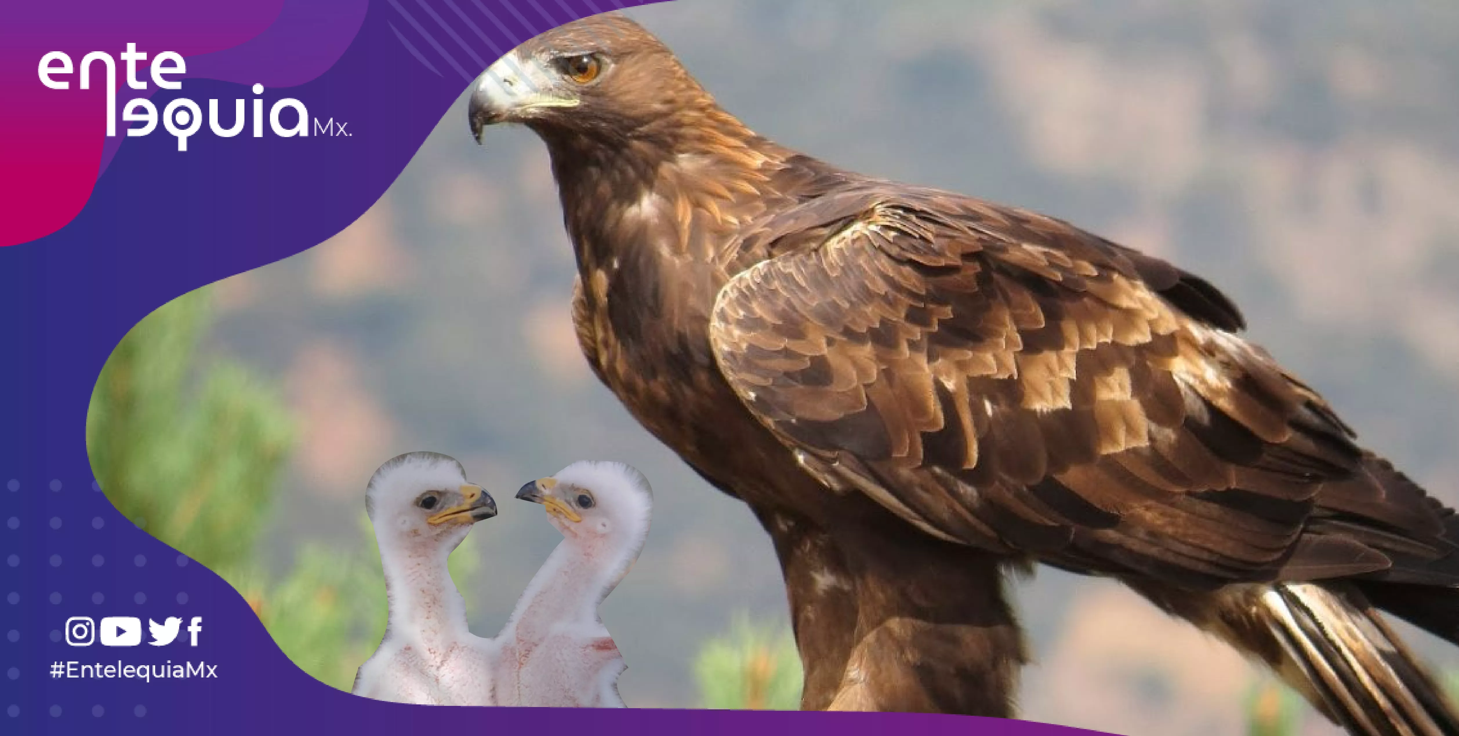 En 4 años, nacen nueve polluelos de águila real en Sierra Gorda de  Guanajuato: Conanp