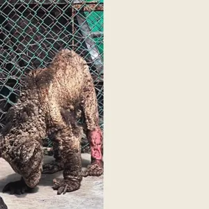 Plantilla Entelequia (1)