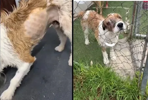 perritos