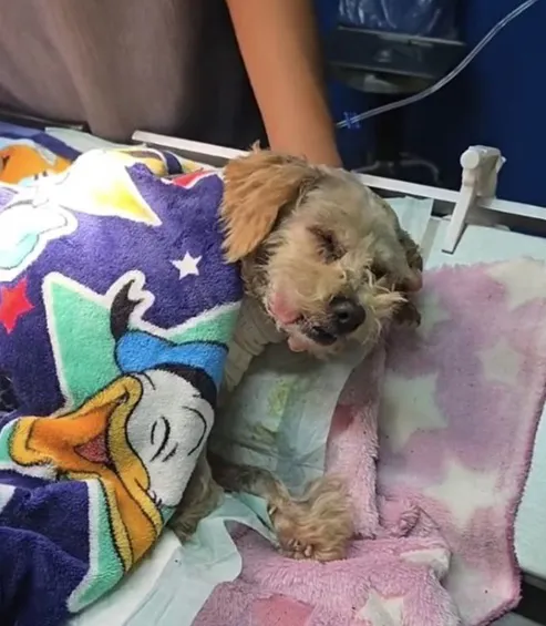 perrito