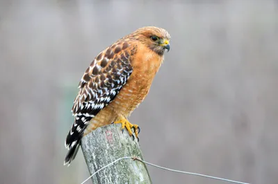 aguila