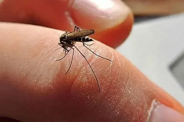 DENGUE