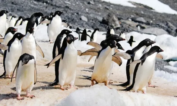 pinguinos