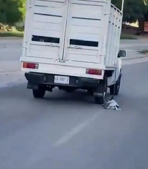 perrito
