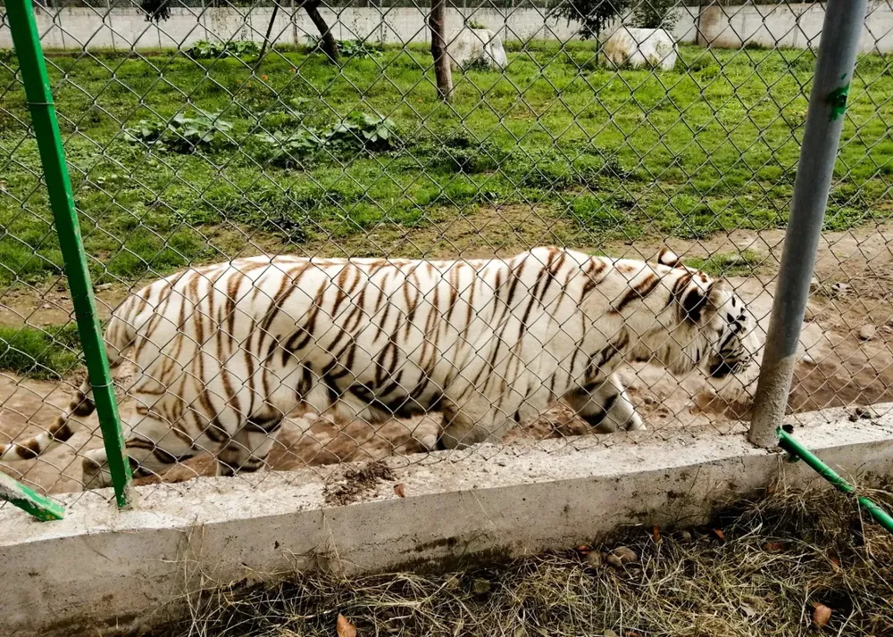tigre