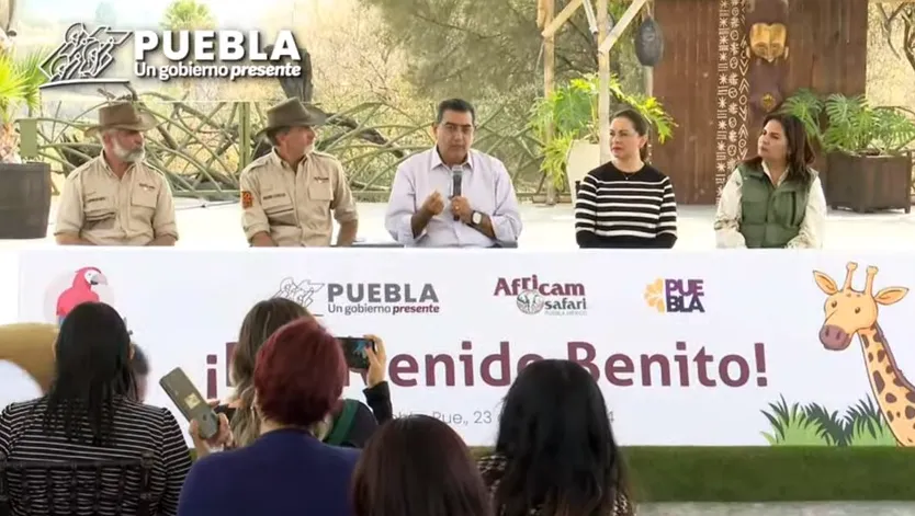 gobernador-jirafa benito