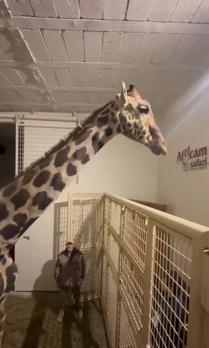 benito africam