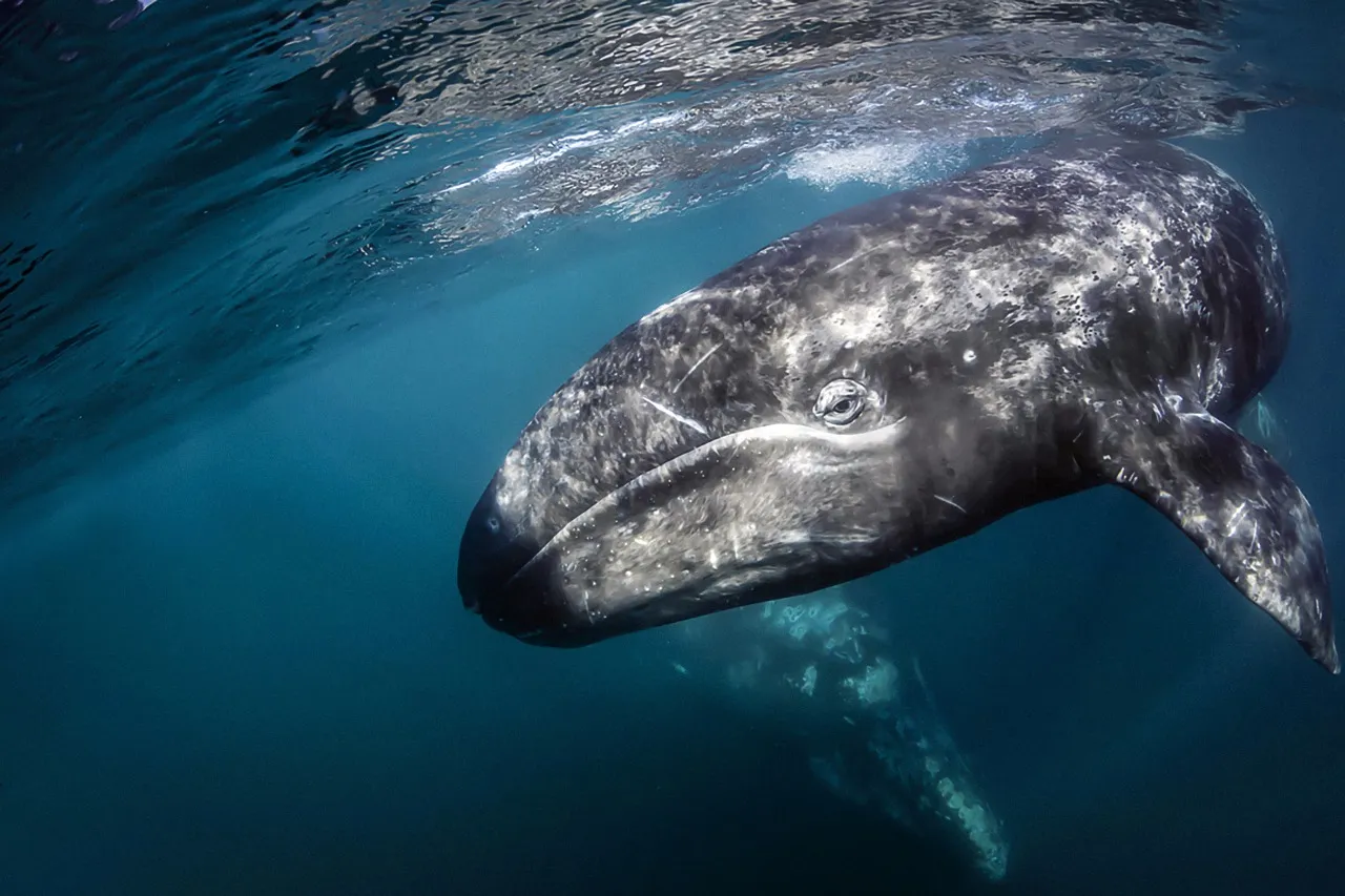 ballena