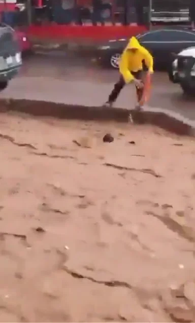salva a perrito