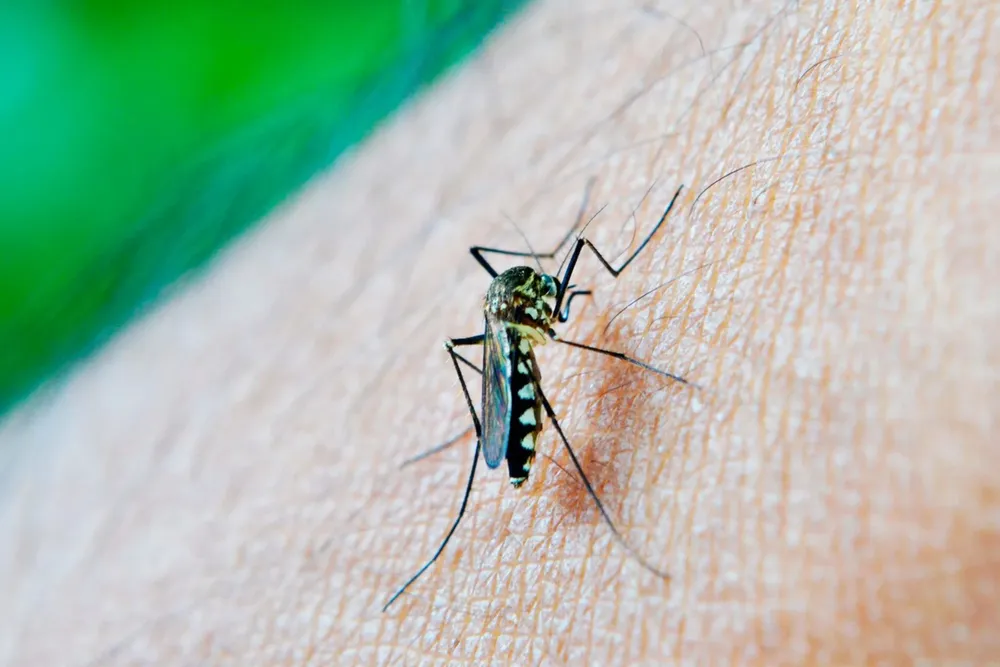 dengue puebla