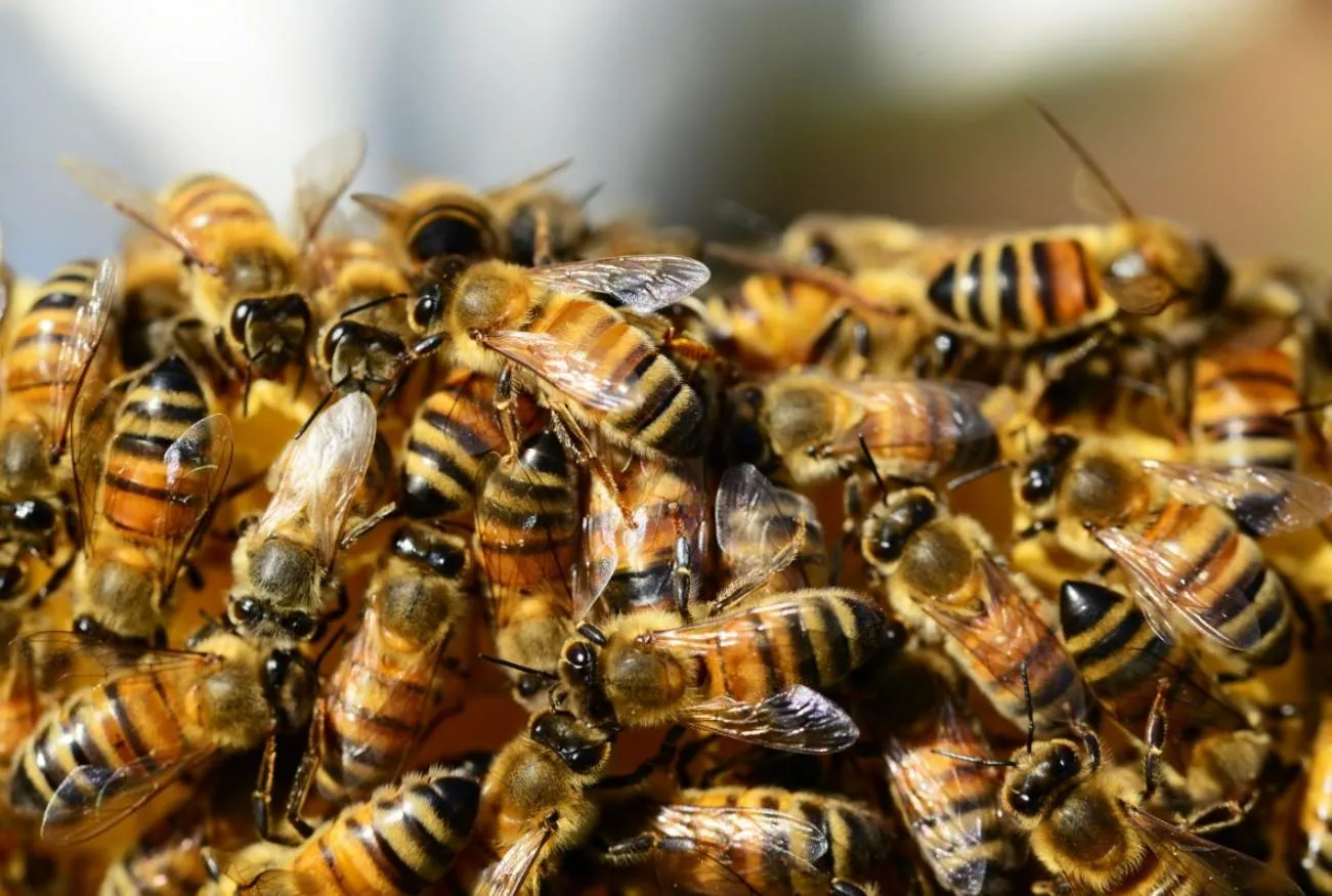 abejas