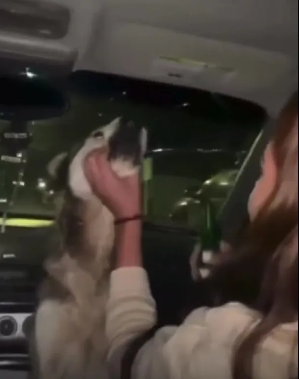 perrito