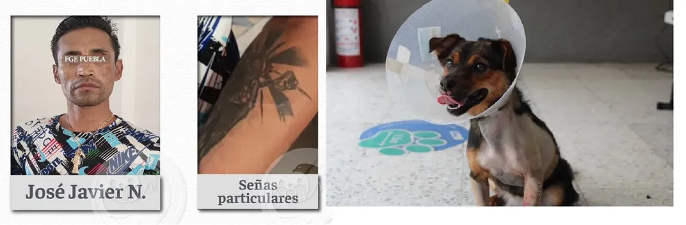 perrita