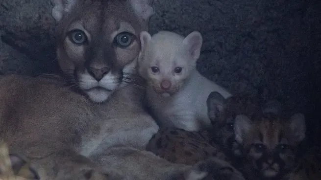 puma