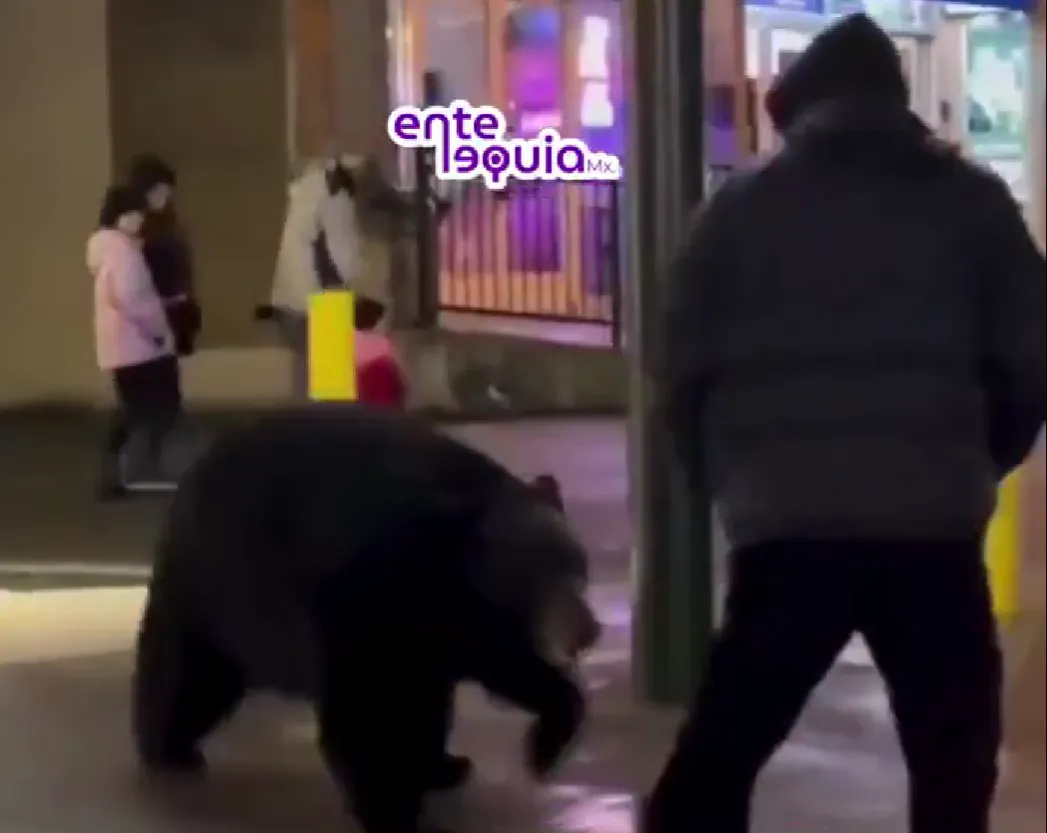 oso
