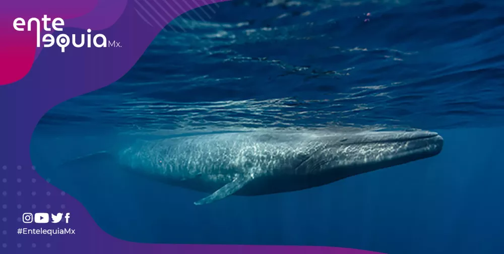 azules ballenas-01