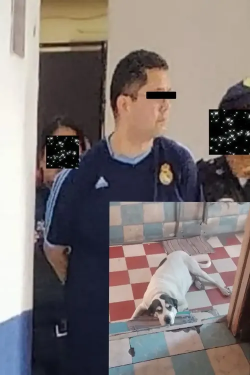 perro muerto