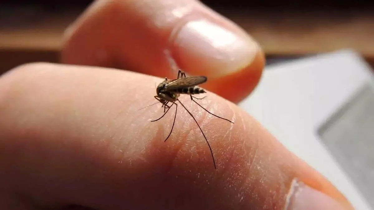 MOSCO DENGUE PUEBLA