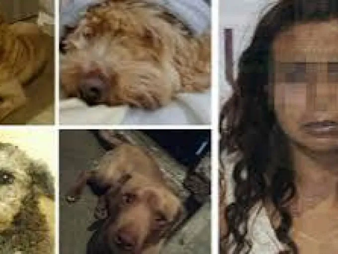 mata perros