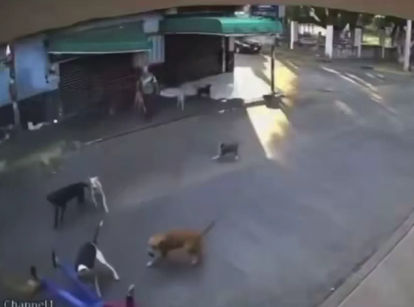 perros