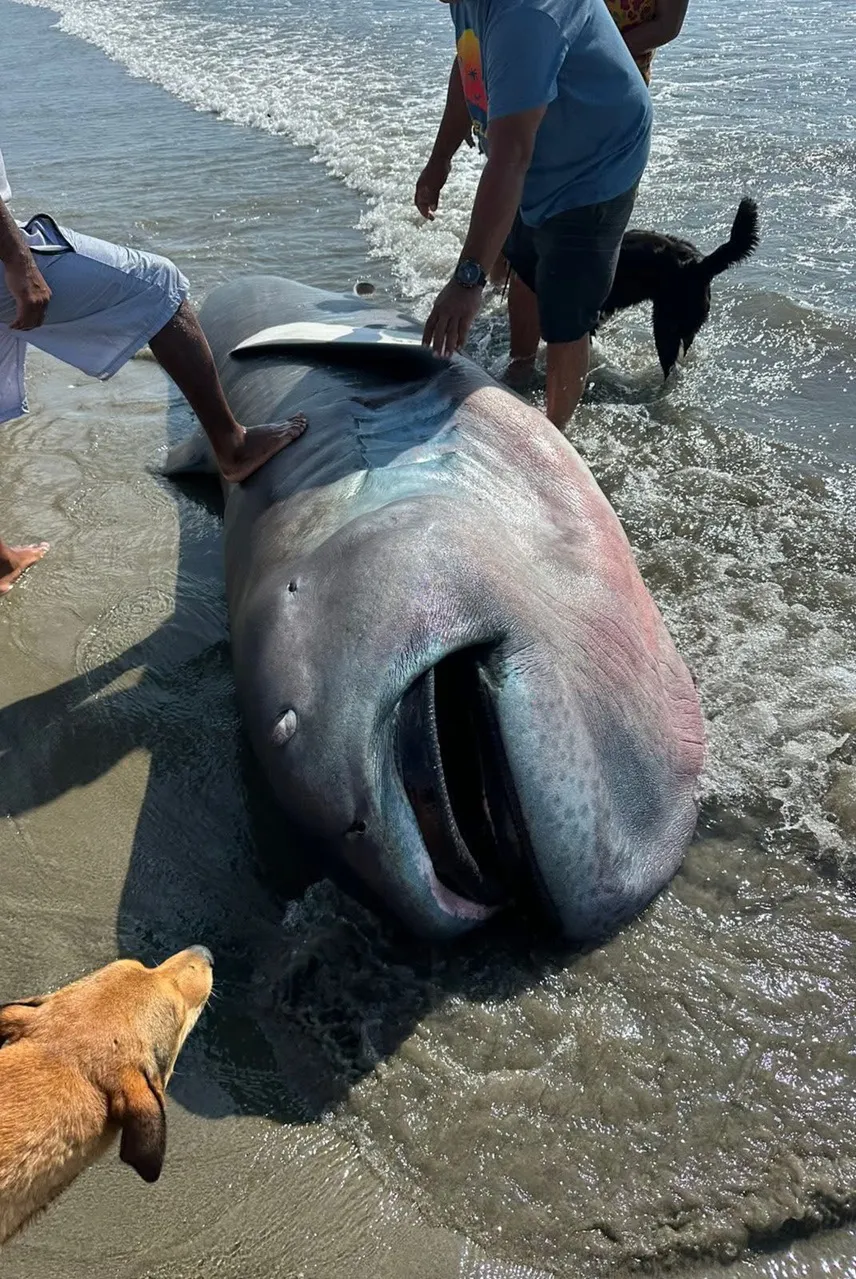tiburón