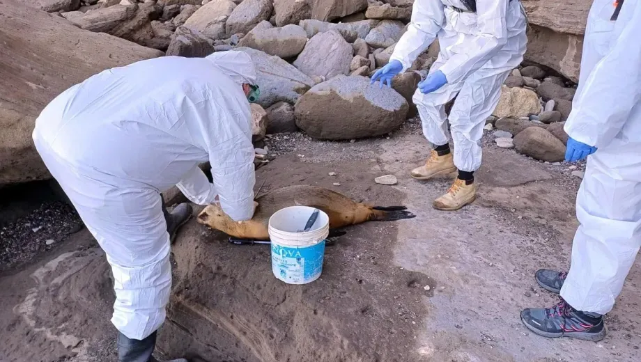 lobos marinos