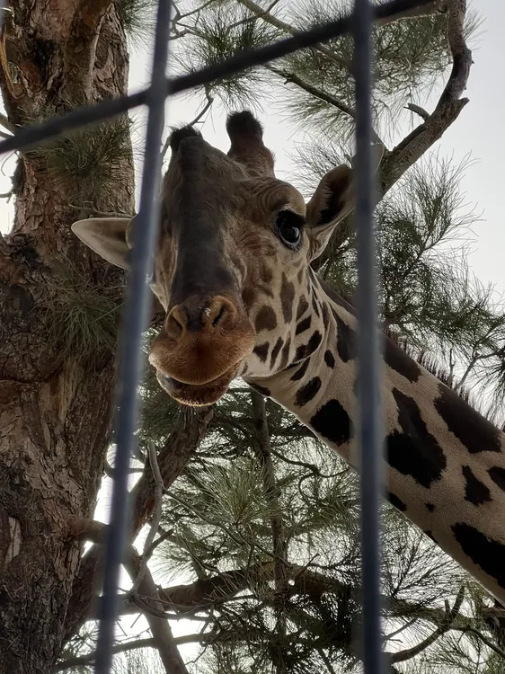 jirafa africam