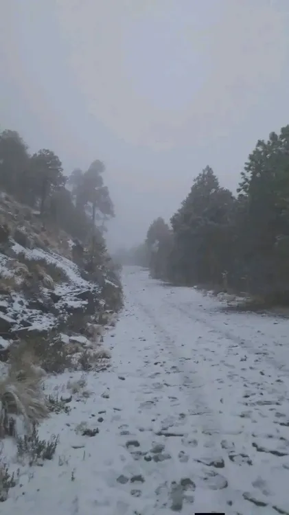 NEVADA