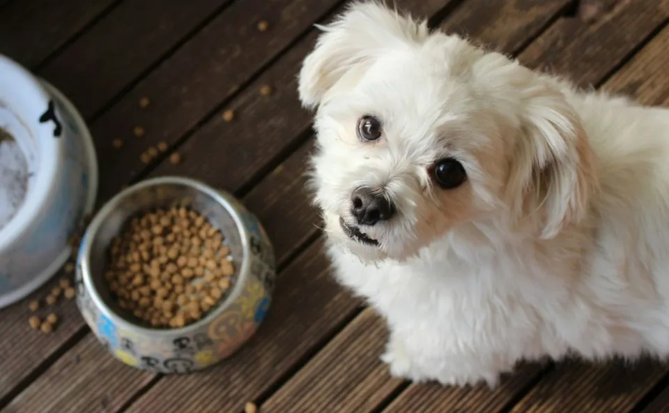 alimentos para perro