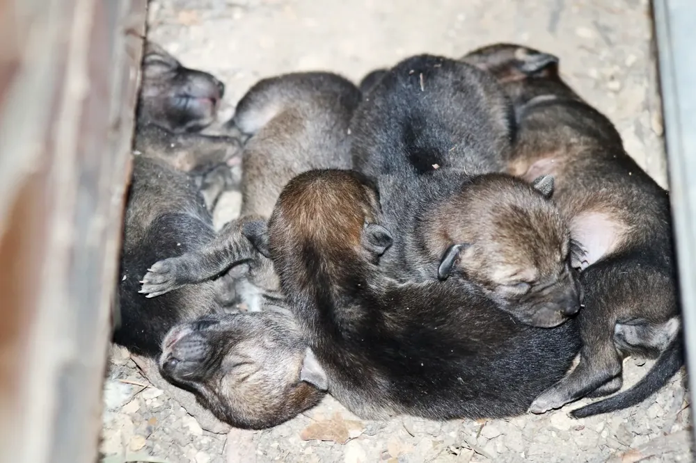coyotes en puebla
