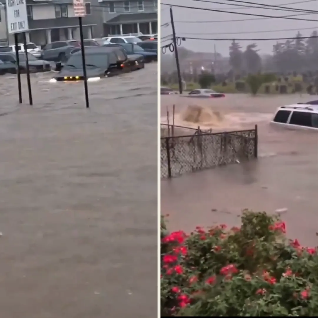 Plantilla Entelequia (2)