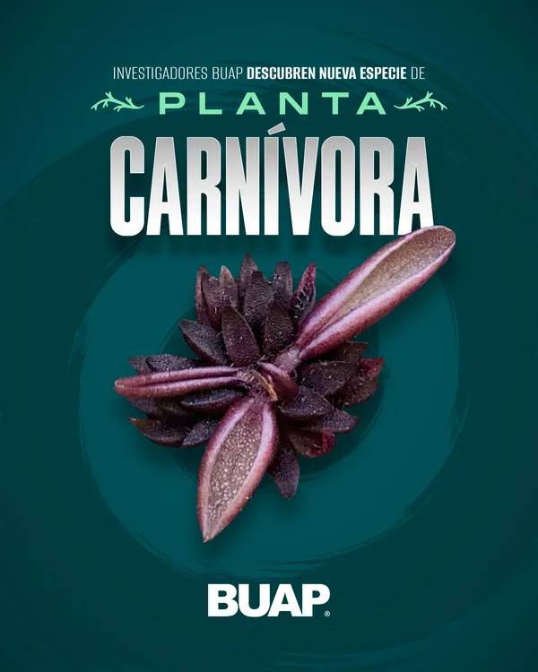 Planta carnívora_CARRUSEL-01
