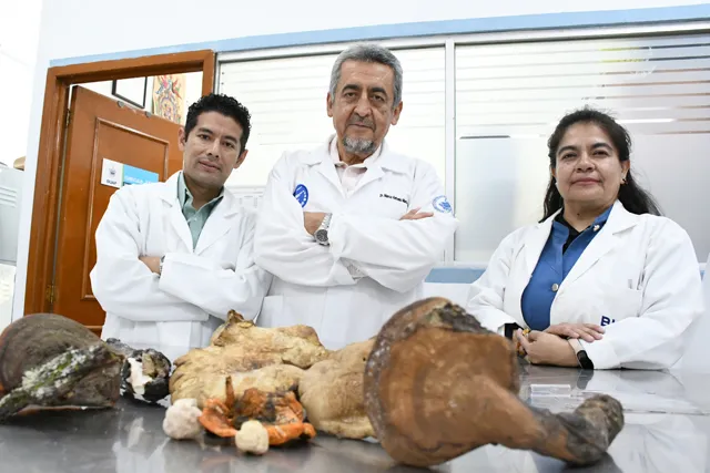 hongos silvestres
