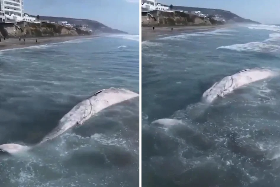 BALLENA